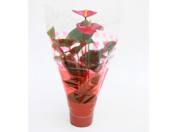 Imagem do produto anthurium mix