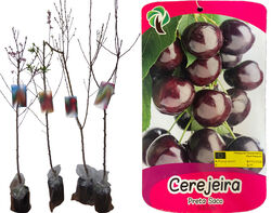 árvore fruto cerejeira preta do saco vaso product image
