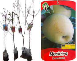árvore fruto macieira bravo esmolfe vaso product image