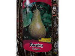 árvore fruto pereira conference vaso product image
