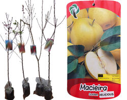 árvore fruto macieira golden delicious vaso product image