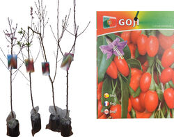 árvore fruto gojy vaso product image