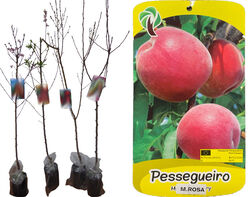 árvore fruto pessegueiro maracotão rosa vaso product image