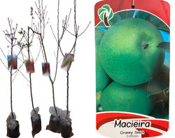 árvore fruto macieira granny smith vaso product image