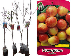 árvore fruto cerejeira napoleao vaso product image