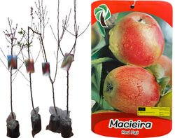 árvore fruto macieira red fuji vaso product image