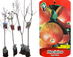 árvore fruto macieira royal gala vaso product image