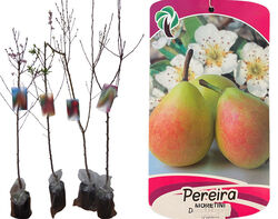 árvores fruto pereira moretini vaso product image