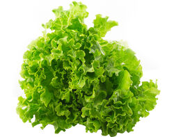 Imagem do produto alface frisada kg produto local
