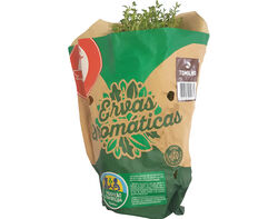 Imagem do produto tomilho auchan produção controlada vaso