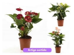 Imagem do produto anthurium mix vaso 12 cores sortidas