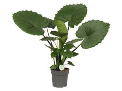 alocasia gageana 'california' vaso 21 product image