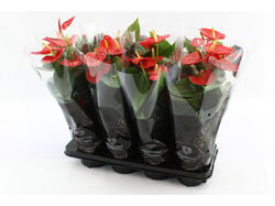 Imagem do produto anthurium diamond vaso 14
