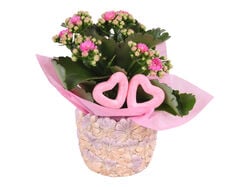 arranjo dia mãe com kalanchoe vaso 11 product image