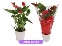 Imagem do produto anthurium com oferta vaso cerâmica vaso 14