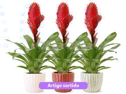 Imagem do produto vriesea oferta vaso cerâmico vaso 10 cores sortidas