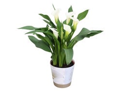 Imagem do produto zantedeschia branca (jarros) decoração natal vaso 12