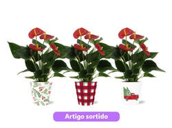 Imagem do produto anthurium vermelho decoração natal vaso 12 modelos sortidos