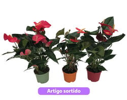 Imagem do produto anthurium com vaso de 14cm cores sortidas