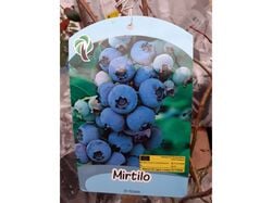 árvore fruto myrtilo blue crop vaso product image