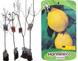 árvore fruto marmeleiro portugues vaso product image