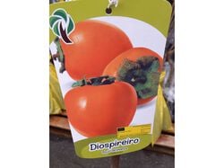 árvores fruto diospireiro rojo brilhante vaso product image