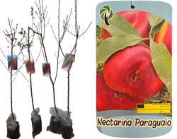 árvore fruto nectarina paraguayo vaso product image