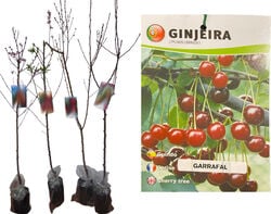 árvore fruto gingeira garrafal vaso product image