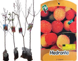 árvore fruto medronheiro vaso product image