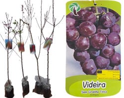 Imagem do produto videira tinta sem grainha vaso