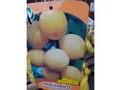 árvore fruto golden ameixoeira vaso product image