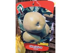 árvore fruto macieira reineta vaso product image