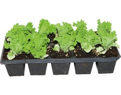 Imagem do produto alface em cuvete 10 unidades
