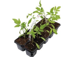 Imagem do produto tomateiro em cuvete 10 unidades