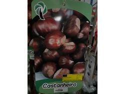 árvore fruto castanheiro judia vaso product image