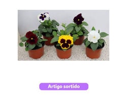Imagem do produto amor perfeito vaso 10 modelos sortidos