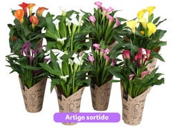 Imagem do produto zantedeschia cores sortidas saco papel vaso 13