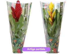 Imagem do produto vriesea cores sortidas celofan decorado vaso 12