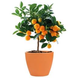 Vaso Tulipa product image