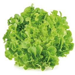 Imagem do produto Alface Frisada