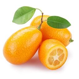 Imagem do produto Kunquat