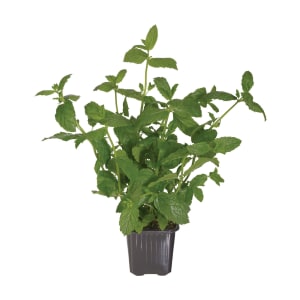 Menta Vaso product image