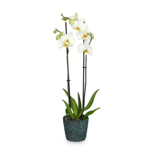 Vaso Cesto Phalaenopsis product image
